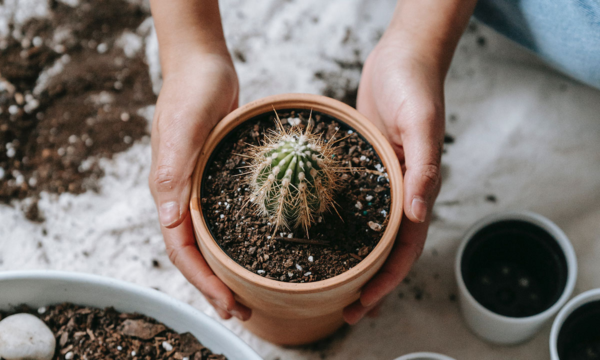 plantas de cactus significado
