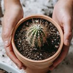 planta cactus significado espiritual