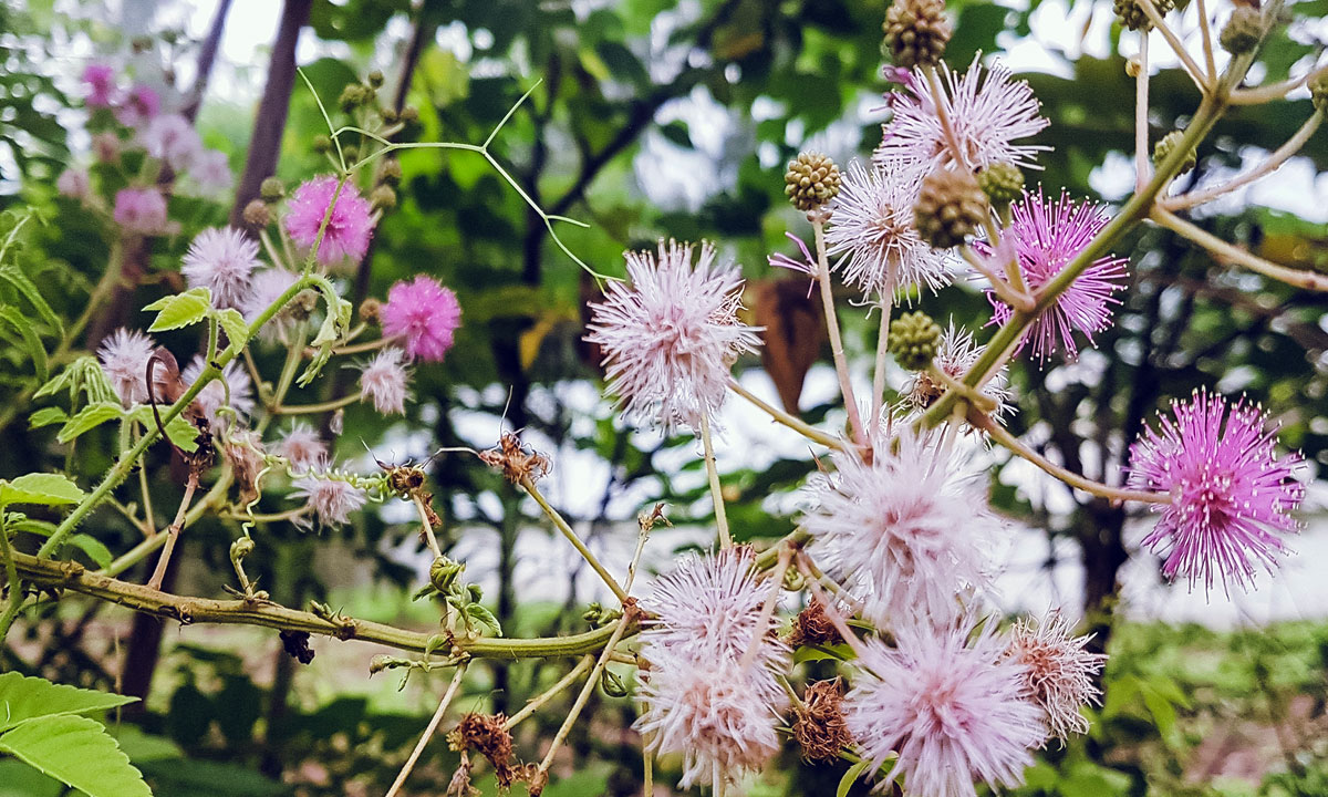 flor mimosa significado