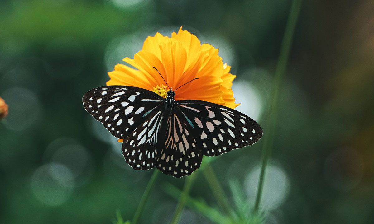 aspecto espiritual la mariposa