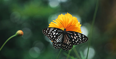 mariposa aspecto espiritual